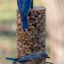 Photo of Wren And Sparrow