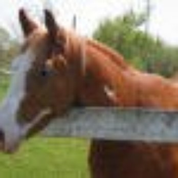 Valley Mount Ranch - From website. - Horse Boarding Near Me - Fenton, Missouri