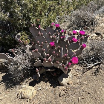 Ryan Mountain - Hiking Near Me - Twentynine Palms, California Ryan Mountain - Hiking Near Me - Twentynine Palms, California