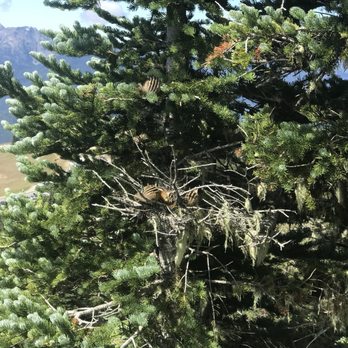 Hurricane Ridge - Parks Near Me - Port Angeles, Washington Hurricane Ridge - Parks Near Me - Port Angeles, Washington
