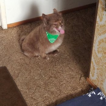 Aptos-Capitola Veterinary Hospital - Happy Cappy. AKA Capachino. - Veterinarians Near Me - Aptos, California