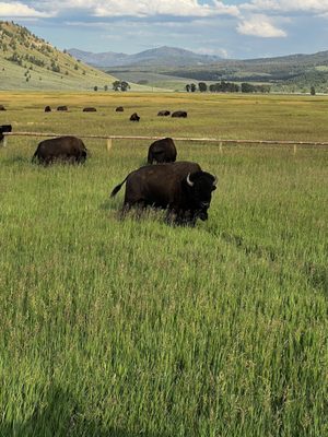Jackson Hole EcoTour Adventures by null