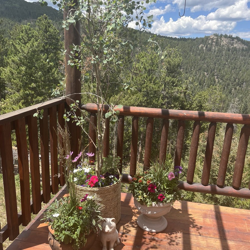 Fancy Forest - Just a few examples of what she brought to my patio, including this amazing little Aspen tree - Florists Near Me - Bailey, Colorado