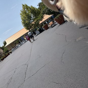 Dollywood - Had to carry her so far. So many people come in and don't think about their dog's tender paws. - Amusement Parks Near Me - Pigeon Forge, Tennessee Dollywood - Had to carry her so far. So many people come in and don't think about their dog's tender paws. - Amusement Parks Near Me - Pigeon Forge, Tennessee