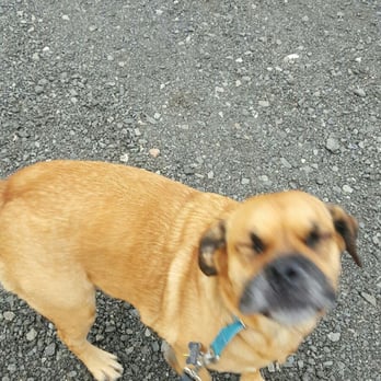 Frida's Premium Pet Services - Pet Boarding Near Me