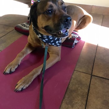 Austin Doga - Hailey at Doga! - Pet Training Near Me Austin Doga - Hailey at Doga! - Pet Training Near Me