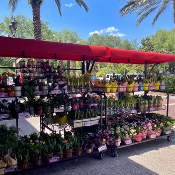 Trader Joe's - floral selection - Grocery Near Me - Orlando, Florida Trader Joe's - floral selection - Grocery Near Me - Orlando, Florida