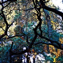Nature Rhythms - Codornices Park, Berkeley, CA