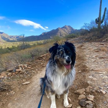 Gateway Trailhead - Doggo tested. Doggo approved (In winter. No doggos in the summer after the sun rises, seriously). - Hiking Near Me - Scottsdale, Arizona Gateway Trailhead - Doggo tested. Doggo approved (In winter. No doggos in the summer after the sun rises, seriously). - Hiking Near Me - Scottsdale, Arizona