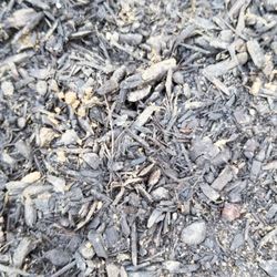 More dead sod