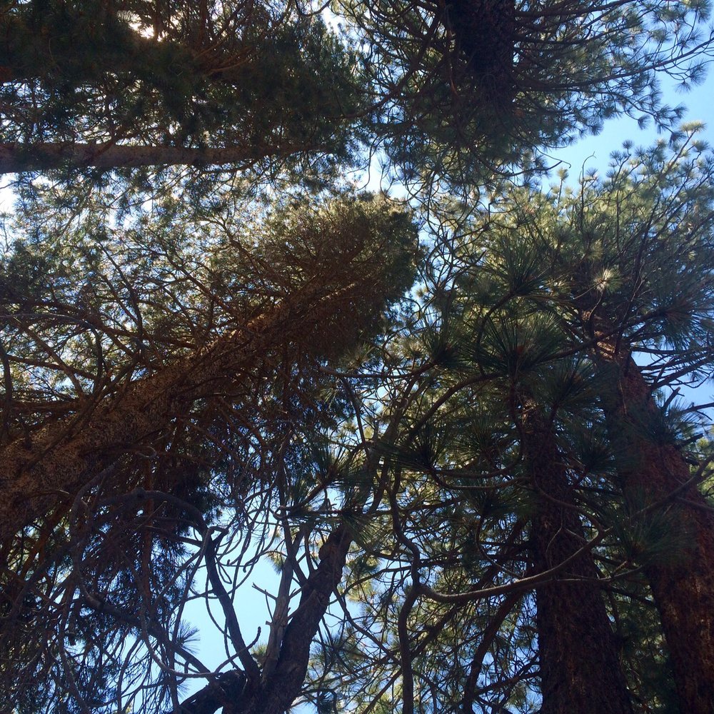 Robinson Creek Campground - Relaxing with my hammock underneath them pine trees - Campgrounds Near Me - Bridgeport, California Robinson Creek Campground - Relaxing with my hammock underneath them pine trees - Campgrounds Near Me - Bridgeport, California