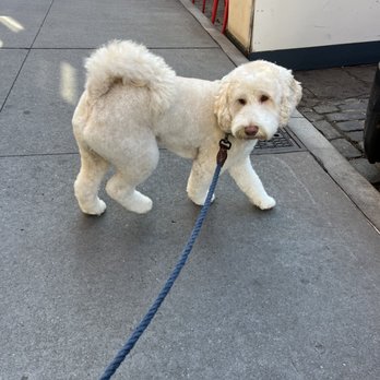The Seaport Paw - Mini labradoodle - Pet Groomers Near Me - New York, New York