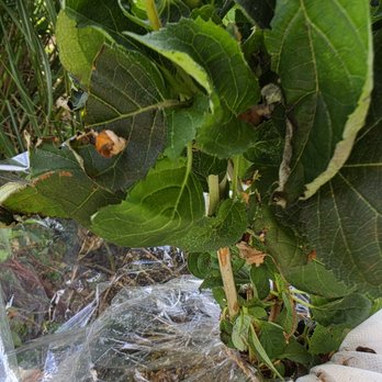 Proven Winners - A mess - Nurseries & Gardening Near Me - DeKalb, Illinois Proven Winners - A mess - Nurseries & Gardening Near Me - DeKalb, Illinois