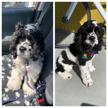 The Paw Spa LB - Puppy's first grooming before and after - Pet Groomers Near Me - Long Beach, California