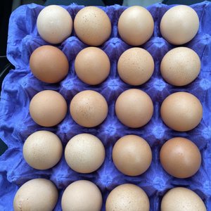 Photo of Hilliker's Fresh Eggs - Lakeside, CA, United States. 20 Cage Free Extra Large Grade AA Brown Eggs