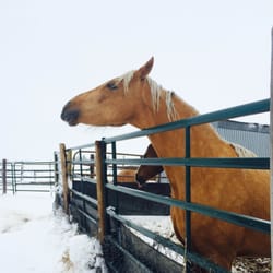 Triple D Ranch - Safe and roomy paddocks w/ shelters - where my guys stayed when they first arrived (my horses' first time in the snow).