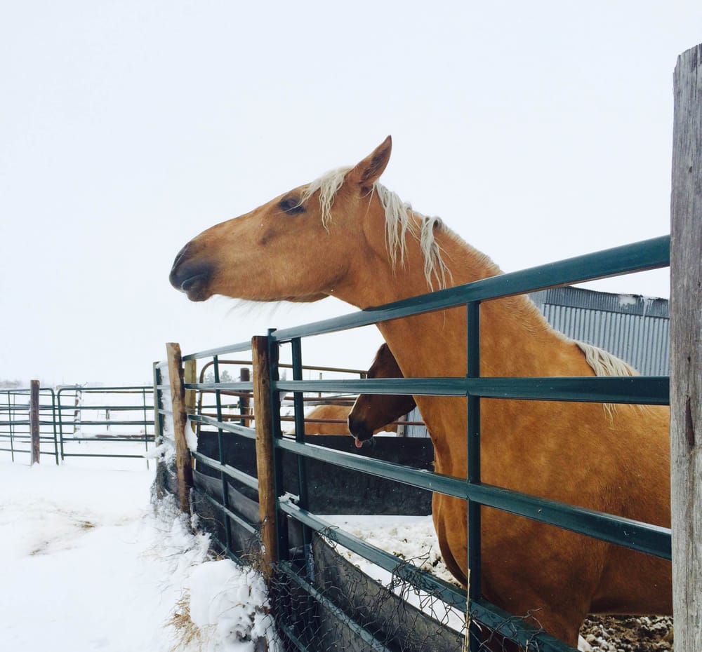 Triple D Ranch - equestrian in Watkins, CO