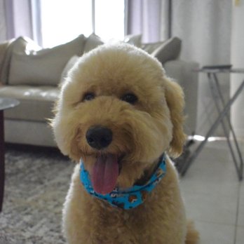 Koko Bone Pet Boutique & Spa - Pet Groomers Near Me - Weston, Florida Koko Bone Pet Boutique & Spa - Pet Groomers Near Me - Weston, Florida