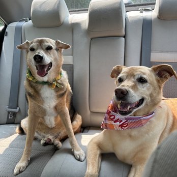 Andrea's Pet Spaw - After their spaw day! - Pet Groomers Near Me - Arlington Heights, Illinois Andrea's Pet Spaw - After their spaw day! - Pet Groomers Near Me - Arlington Heights, Illinois