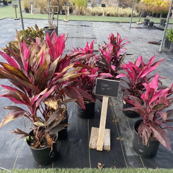 Allstar Garden Center - Nurseries & Gardening Near Me - Jacksonville, Florida