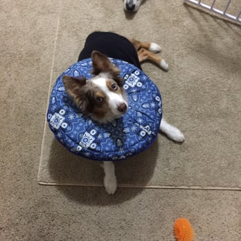The Animal Doctors - Feeling better! Thanks Dr. Angelo - Veterinarians Near Me - Anaheim, California