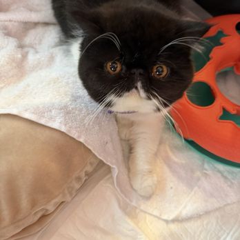 Kittens Up - Our newest addition 4 month old Amelia ( Ursula) - Pet Breeders Near Me - Pembroke Pines, Florida