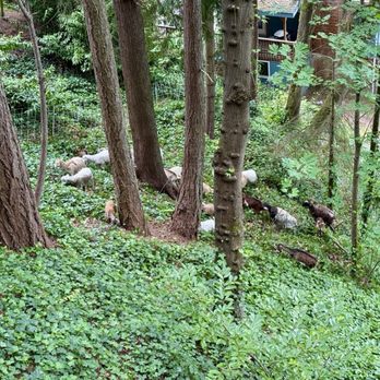 The Goat Lady - Small section of the ivy covered hill - Landscaping Near Me The Goat Lady - Small section of the ivy covered hill - Landscaping Near Me