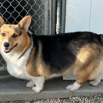 Brickyard Boarding Kennel - Arwen goes from ranch girl to super model! - Pet Groomers Near Me - Billings, Montana Brickyard Boarding Kennel - Arwen goes from ranch girl to super model! - Pet Groomers Near Me - Billings, Montana
