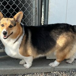 Brickyard Boarding Kennel - Arwen goes from ranch girl to super model!
