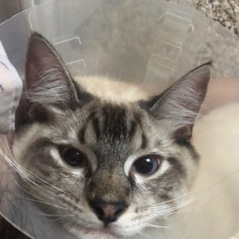 Golden State Humane Society - My recently neutered baby boy! - Veterinarians Near Me - Long Beach, California