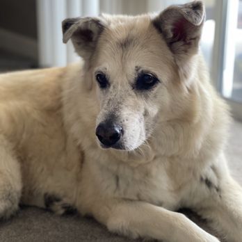 Deerfield Animal Care Center - We will miss her terribly. - Veterinarians Near Me - Deerfield, Illinois Deerfield Animal Care Center - We will miss her terribly. - Veterinarians Near Me - Deerfield, Illinois