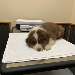 One of my Australian Shepherd puppies getting a checkup!