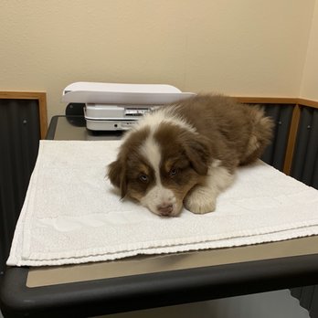 Plateau Veterinary Hospital - One of my Australian Shepherd puppies getting a checkup! - Veterinarians Near Me - Bend, Oregon