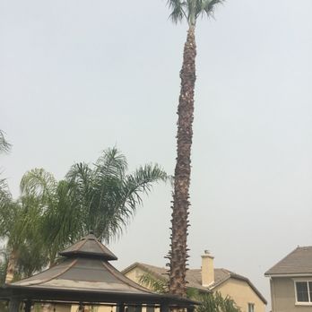 Ortega's Jr Tree Service - After - Tree Services Near Me - Riverside , California Ortega's Jr Tree Service - After - Tree Services Near Me - Riverside , California