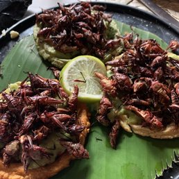 Sopes de chapulines (grasshoppers) Sopes de chapulines (grasshoppers)