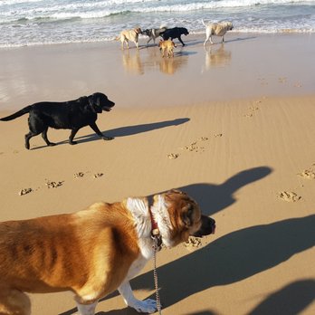 Dog Around Town - Pet Stores Near Me - Caringbah South, NSW Dog Around Town - Pet Stores Near Me - Caringbah South, NSW