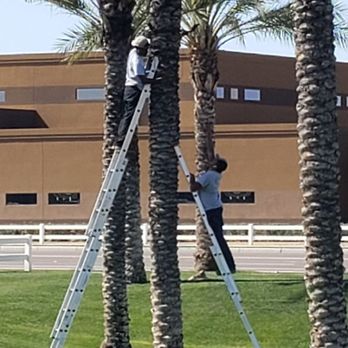 Simple Electric - Neighborhood Electric. Installing palm tree lighting to beautify an East Valley HOA - Electricians Near Me - Phoenix, Arizona