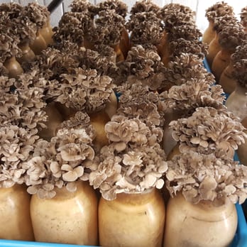 Gourmet Mushrooms - Maitake growing in the farm - Fruits & Veggies Near Me - Sebastopol, California Gourmet Mushrooms - Maitake growing in the farm - Fruits & Veggies Near Me - Sebastopol, California