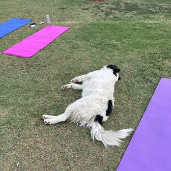Hunkapi Programs - This farm pup likes to do yoga also :) - Counseling & Mental Health Near Me - Scottsdale, Arizona