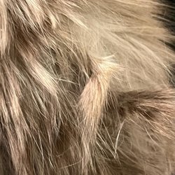 Britt Animal Hospital - 2 of the 7 mats I found on my cat when I picked her up from boarding. They didnt care at all that she was in pain from these mats while ther