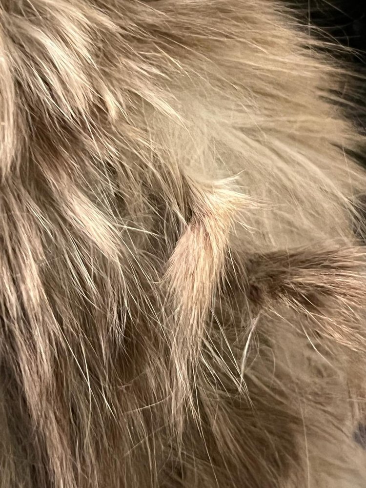 BRITT ANIMAL HOSPITAL Updated October 2024 12 Photos & 13 Reviews