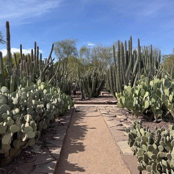 Desert Botanical Garden - Beautiful paths! - Botanical Gardens Near Me - Phoenix, Arizona