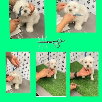 Rudys Pawsome Land - Pet Groomers Near Me - Hazard, California Rudys Pawsome Land - Pet Groomers Near Me - Hazard, California