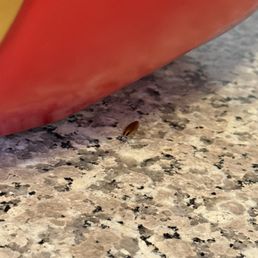 ROACH SPOTTED HERE MADE ME SICK TO MY STOMACH ROACH SPOTTED HERE MADE ME SICK TO MY STOMACH