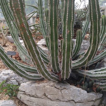 Brooklyn Botanic Garden - Cactus - Botanical Gardens Near Me - Brooklyn, New York Brooklyn Botanic Garden - Cactus - Botanical Gardens Near Me - Brooklyn, New York