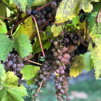 Villa Bellezza - Wineries Near Me - Pepin, Wisconsin