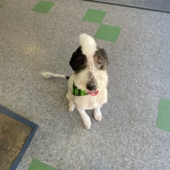 Pet Heroes Dog Grooming - Bernedoodle, after! - Pet Sitting Near Me - El Paso, Texas Pet Heroes Dog Grooming - Bernedoodle, after! - Pet Sitting Near Me - El Paso, Texas
