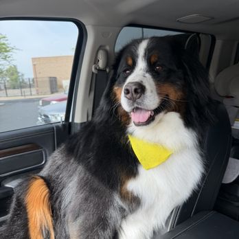 Calling All Paws - Groomed dog - Pet Groomers Near Me - Hesperia, California Calling All Paws - Groomed dog - Pet Groomers Near Me - Hesperia, California
