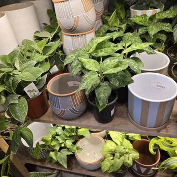 PlantHouse - Various plants to select from - Nurseries & Gardening Near Me - Huntersville, North Carolina PlantHouse - Various plants to select from - Nurseries & Gardening Near Me - Huntersville, North Carolina