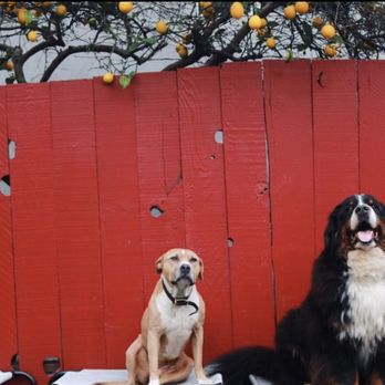 Doza’s Dogs - My little Aussie is a happy girl now that she's part of a loving pack! - Pet Sitting Near Me Doza’s Dogs - My little Aussie is a happy girl now that she's part of a loving pack! - Pet Sitting Near Me